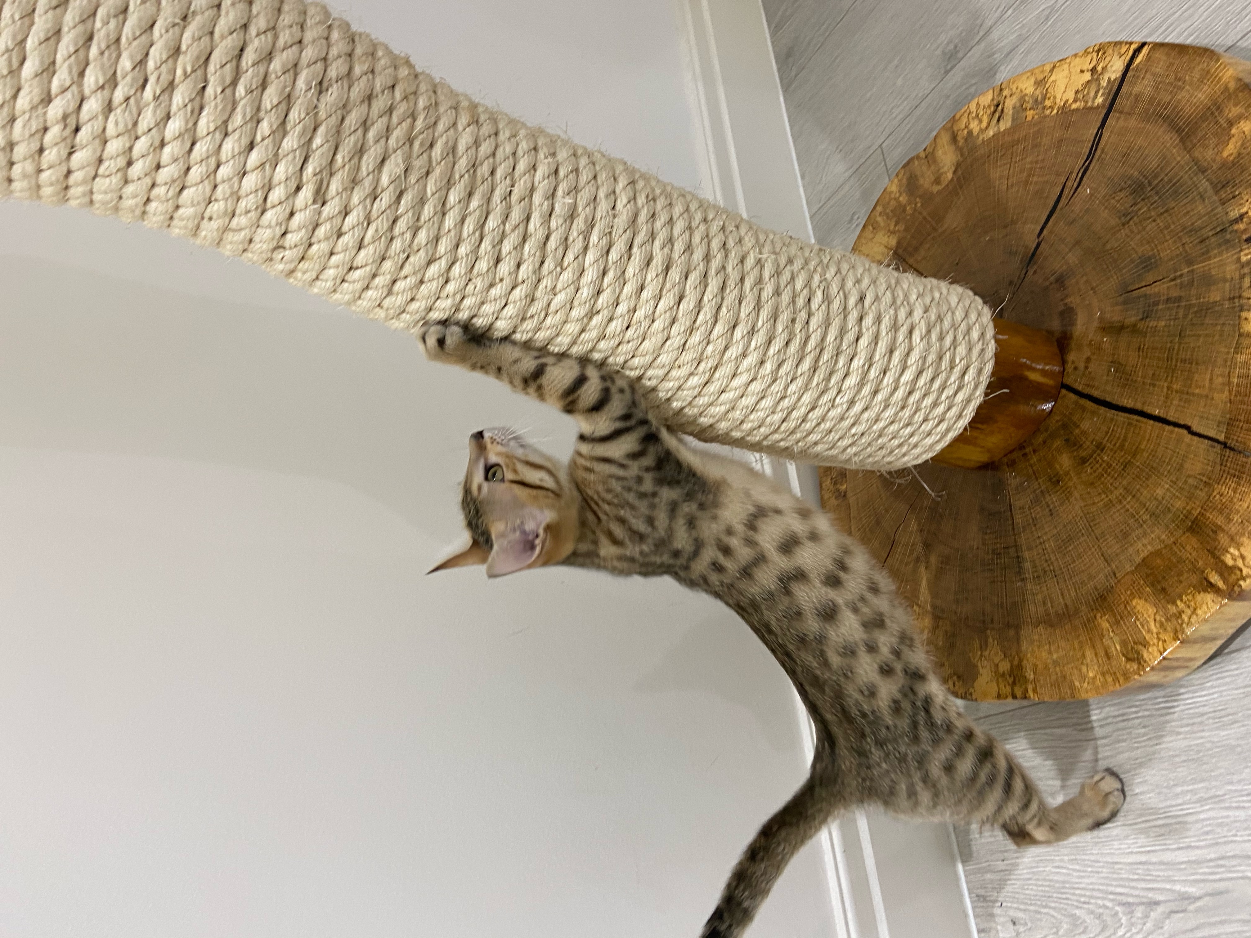 The Compact Scratcher